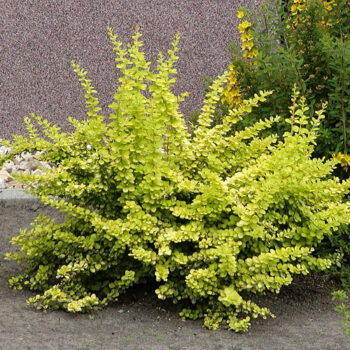 berberis-golden-carpet-3