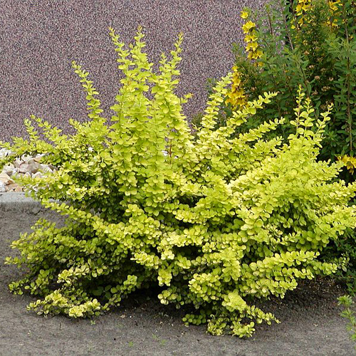 berberis-golden-carpet-3 berberis-golden-carpet-3