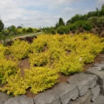berberis-golden-carpet-4