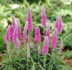 Veronica roze - Veronika Rosa Zwerg