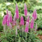 Veronica roze - Veronika Rosa Zwerg