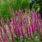 veronica-spicata-rosa-zwerg-2