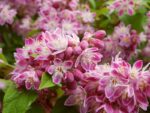deucia-roze-2