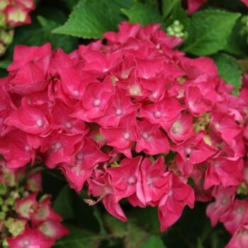 hot-red-hortenzija-4