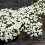 arabis-little-treasure-white-1