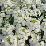 arabis-little-treasure-white-2