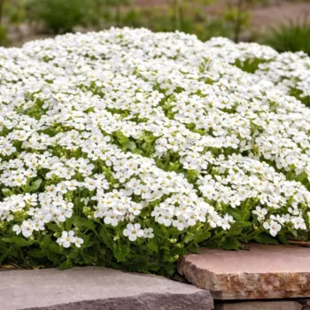 arabis-little-treasure-white-3