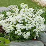 arabis-little-treasure-white-4