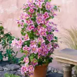 klematis-pillu-saksija-2