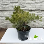 pinus-minima-sadnica-4