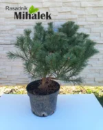 pinus-strobus-minima-sadnica