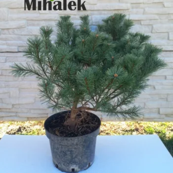 pinus-strobus-minima-sadnica