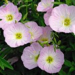 oenothera-roza-speciosa-2