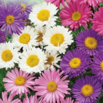 aster alpinus mix