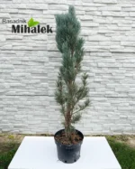 pinus-sylvestris-fastigiata-sadnica