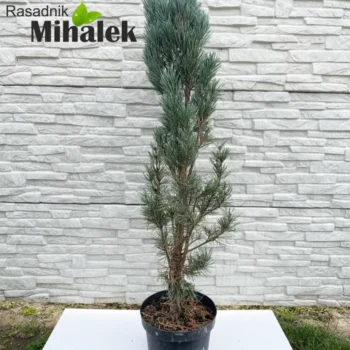 pinus-sylvestris-fastigiata-sadnica