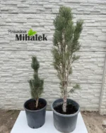 pinus-sylvestris-fastigiata-sadnice-var