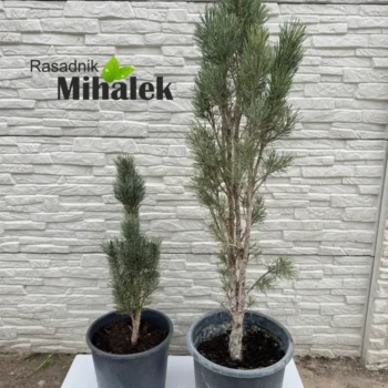 pinus-sylvestris-fastigiata-sadnice-var