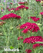 Achillea-millefolium-Rose-Madder-3