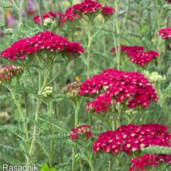 Achillea-millefolium-Rose-Madder-3