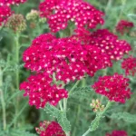 Achillea-millefolium-Rose-Madder-4
