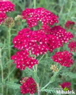 Achillea-millefolium-Rose-Madder-4