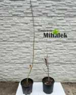 cokoladna-albicija-sadnice-var