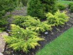 juniperus-old-gold-3
