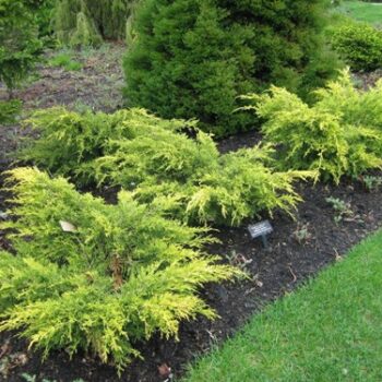 juniperus-old-gold-3