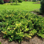juniperus variegata