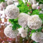 viburnum-opulus-snežne-lopte-2