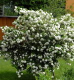 viburnum-opulus-snežne-lopte-3