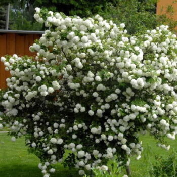 viburnum-opulus-snežne-lopte-3