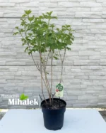 viburnum-snezne-lopte-sadnice