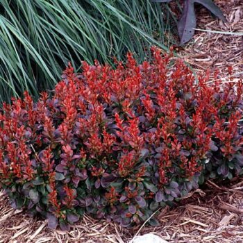 berberis-bagatele