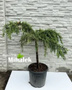 cedrus-deodara-pendula-sadnice