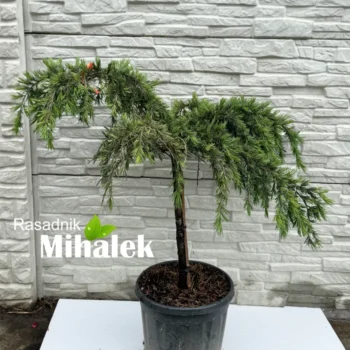 cedrus-deodara-pendula-sadnice