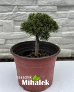 pinus-mugo-mops-sadnica