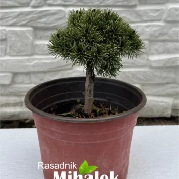 pinus-mugo-mops-sadnica