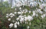 Magnolia-bela-alba-superba3