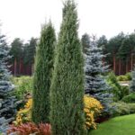 juniperus-hibernica-2