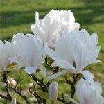 magnolija alba superba