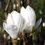 magnolija-alba-superba5