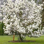magnolija-alba-superba8