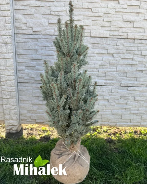 picea-iceli-fastigiata-sadnica-1