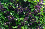 clematis-romantika2