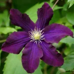 klematis-romantika-3