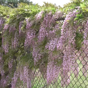 wisteria-floribunda-rosea-2-visterija-roze