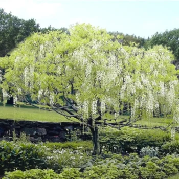 wisteria-sinensis-alba-visterija-bela-2