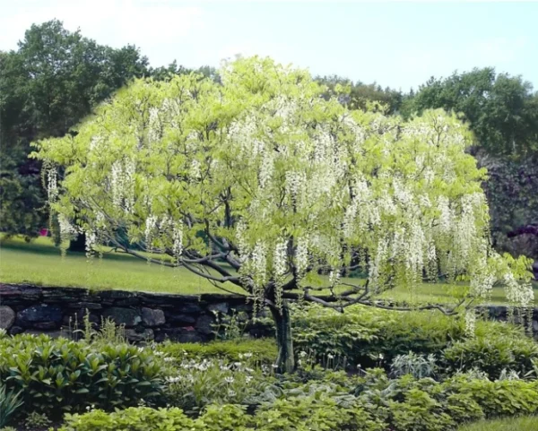 wisteria-sinensis-alba-visterija-bela-2